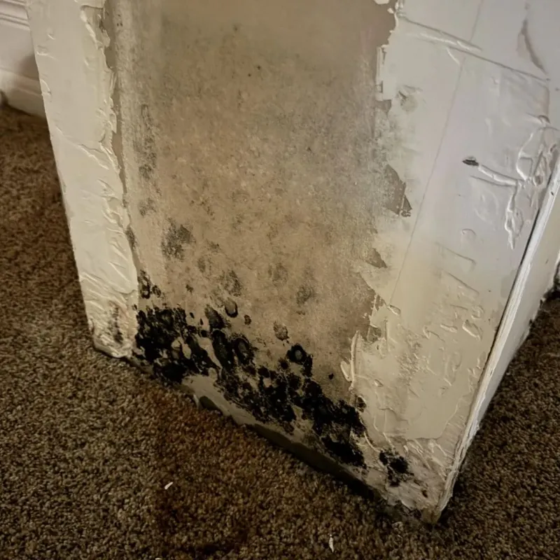 Professional Mold Removal in Redmond, WA